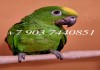 Фото Желтокоронный или желтолобый амазон (Amazona ochrocephala ochrocephala ) - птенцы выкормыши